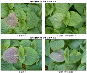 잎 모양 좋은 잎들깨 '동글2호' 개발