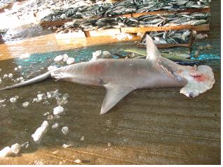7월27일 제주 남방해역에서 어획된 3m 크기의 귀상어.