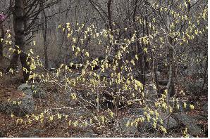 멸종위기식물 히어리.