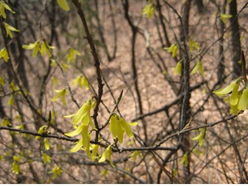 북한산 산개나리.