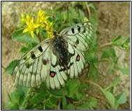 붉은점모시나비 성충.