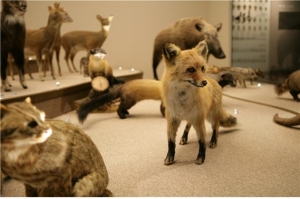국립생물자원관에 전시된 여우 박제 표본.
