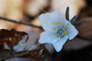 변산반도국립공원 내변산 탐방로 변산바람꽃.