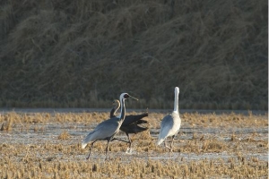 한강하구 재두루미와 흑두루미(겨울).