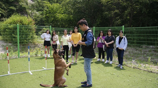 전문 개 훈련 비용은 얼마입니까