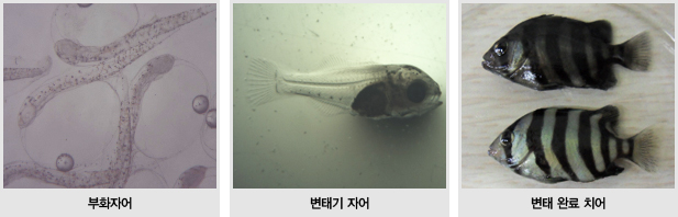 외양포 주변 해역에 어린 돌돔 8만마리 방류한다