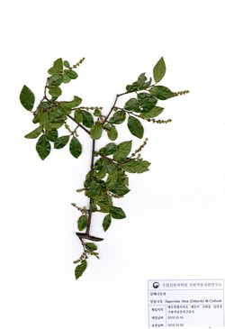 상동나무 표본 (자료제공=국립산림과학원)