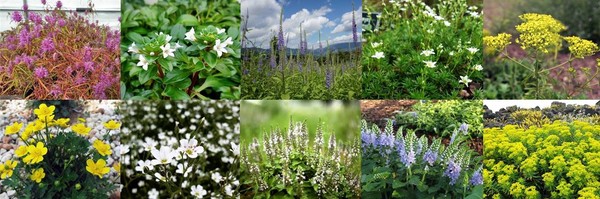 책자에는 가는잎향유, 갯까치수염, 긴산꼬리풀, 너도개미자리, 돌마타리, 바위미나리아재비, 벼룩이울타리, 봉래꼬리풀, 부산꼬리풀, 암대극 등 10종의 특색과 아름다움을 담았다. /자료제공=국립수목원