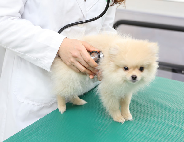 반려견 진료 모습