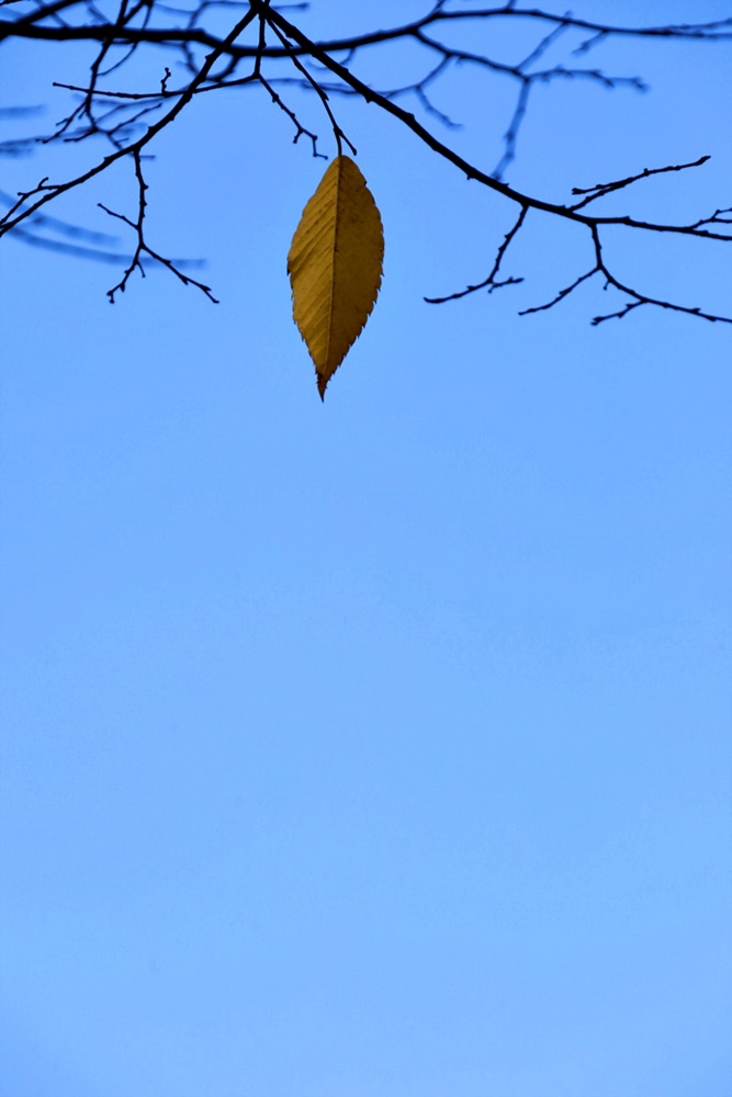 마지막 잎새 /사진=조정현 작가