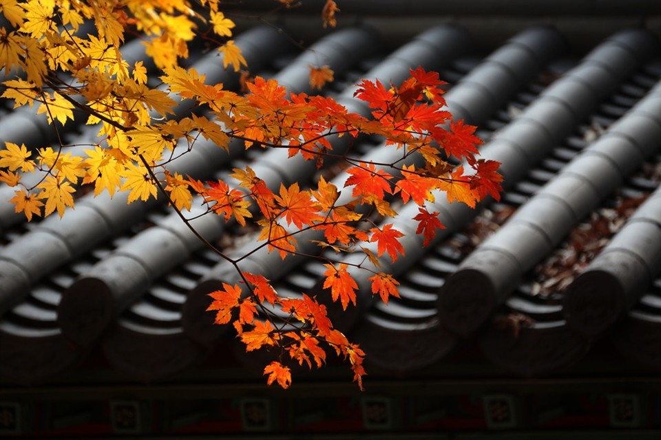 ​고궁의 가을 /사진=조정현 작가고궁의 가을 /사진=조정현 작가