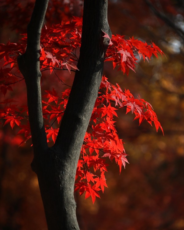 고궁의 가을 /사진=조정현 작가