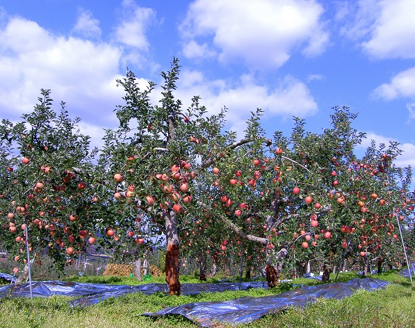 청송사과 참고자료[사진제공=청송군]
