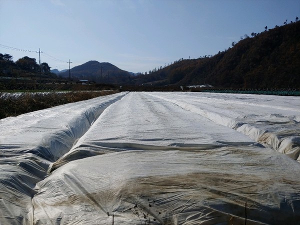 동해 예방을 위해 부직포를 덮은 배추 포장