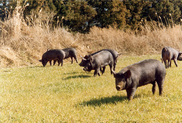 제주 흑돼지 /사진제공=제주도