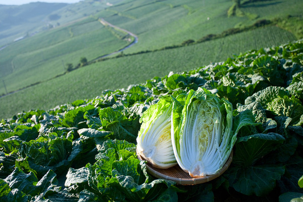 배추 가격이 큰 폭으로 폭락해 우리 김치산업의 근간마저 크게 위협하고 있는 상황이다.