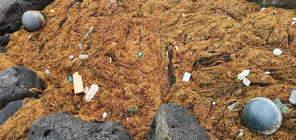 괭생이모자반과 해양쓰레기로 뒤덮은 해안가 /사진제공=제주도