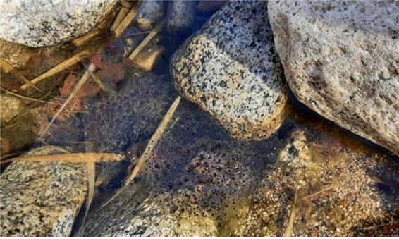 지리산 구룡계곡(1월26일 첫 산란) /사진제공=국립공원공단