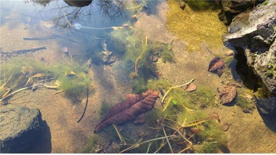 제주도(1월20일 첫 산란) /사진제공=국립공원공단