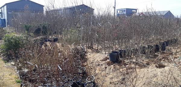 경산 묘목 시장 참고자료[사진제공=경산시]