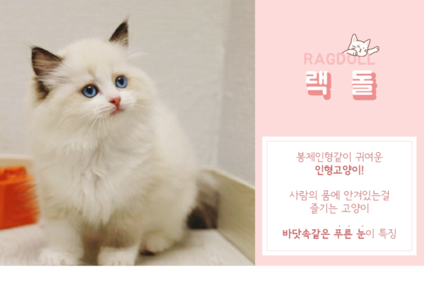 일산 고양이 입양 특별모임 캣스토리 5