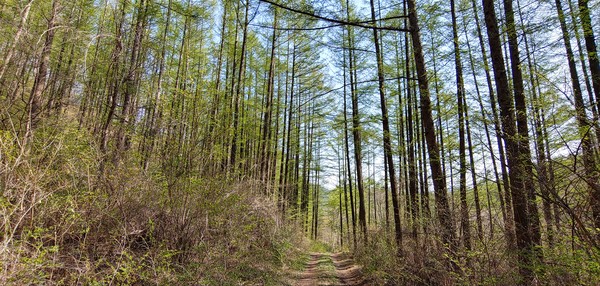 건강한 숲에 기반한 백두대간의 수자원 함양기능이 물 부족 저감을 위한 친환경 해결책으로 주목받을 것으로 기대된다. /사진제공=국립산림과학원