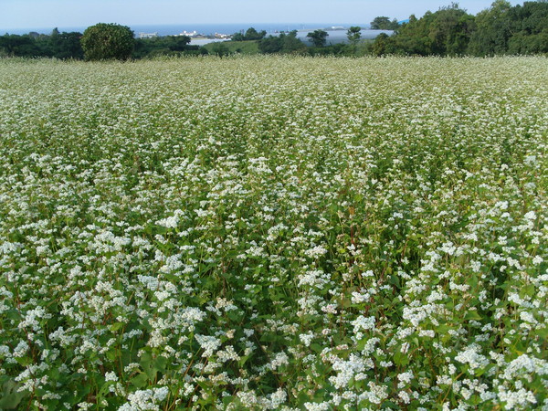 제주메밀의 꿈 / 사진제공 = 제주농업기술원