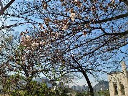 서울·윤중로 벚꽃 개화 /사진제공=기상청