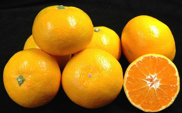 스마트스토어로 제주 감귤 판로 개척 / 사진제공 = 제주도청