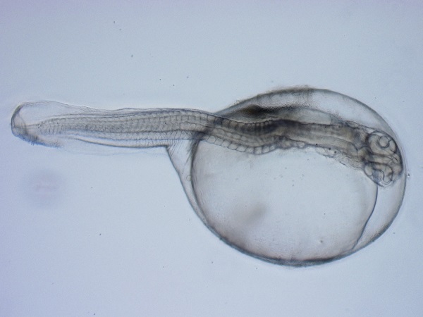 줄가자미 부화 직후 모습  /사진제공=경상북도