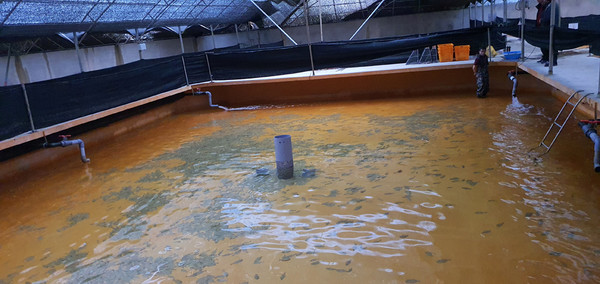 제주 넙치어류 양식 모습 / 사진 =김남수 기자