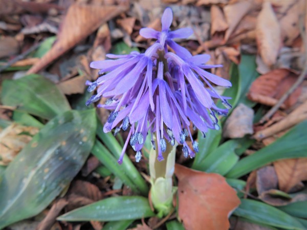 처녀치마 /사진제공=국립수목원