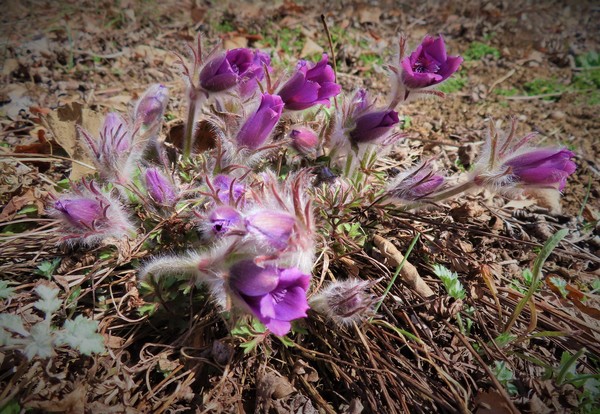 동강할미꽃 /사진제공=국립수목원