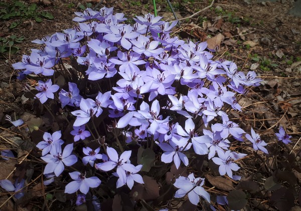 깽깽이풀 /사진제공=국립수목원
