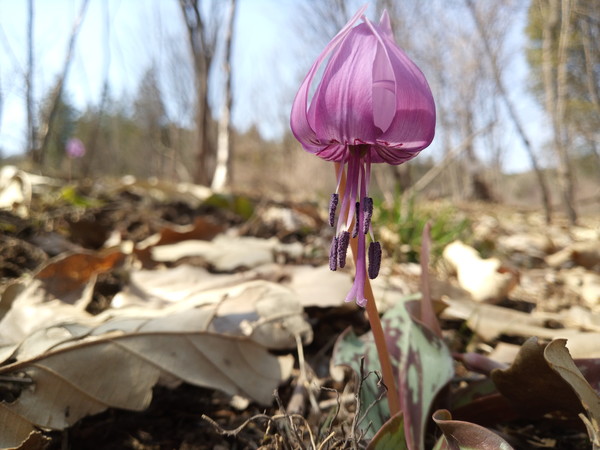 얼레지는 상대적으로 꽃이 드문 시기에 자주색의 꽃이 피기 시작한다. /사진제공=국립수목원