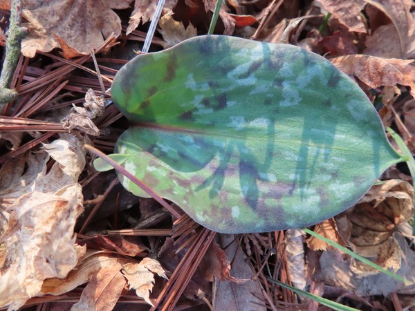 얼레지 잎 /사진제공=국립수목원