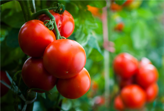 강력한 항산화제 라이코펜이 풍부한 토마토