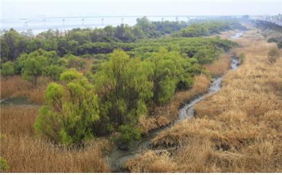 장항습지 전경(버드나무 숲) /사진제공=환경부