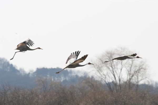재두루미(멸종위기 야생생물 Ⅱ급) /사진제공=환경부