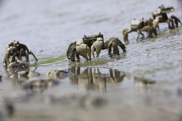 말똥게 /사진제공=환경부