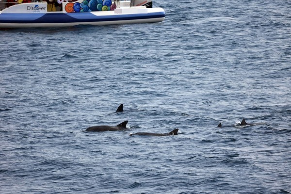 돌고래들을 가까이 보려고 접근하는 선박들 때문에 오늘도 해양보호생물 남방큰돌고래들은 시달리고 있다. /사진제공=핫핑크돌핀스