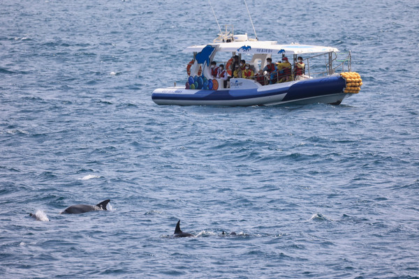 돌고래들을 가까이 보려고 접근하는 선박들 때문에 오늘도 해양보호생물 남방큰돌고래들은 시달리고 있다. /사진제공=핫핑크돌핀스