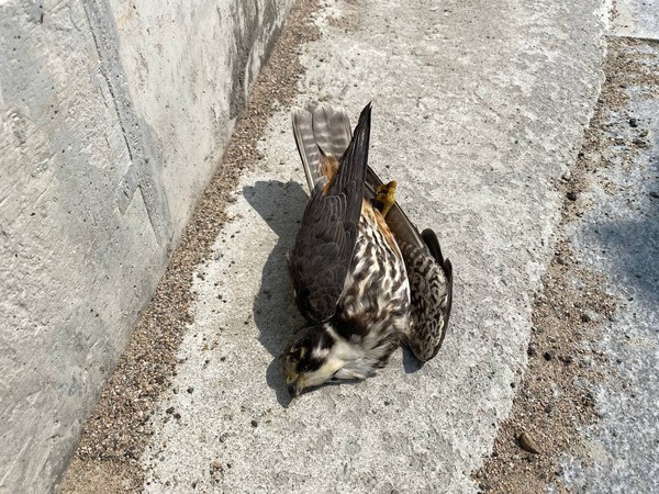 모니터링 과정 중 발견된 멸종위기 야생생물 Ⅱ급 새호리기. /사진제공=녹색연합