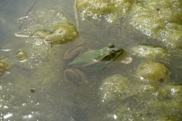 멸종위기 2급 금개구리 /사진제공=전북녹색연합
