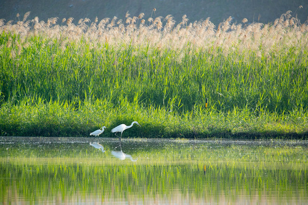 왜가리는 단독 또는 소규모의 무리 생활을 한다. /사진=환경일보DB