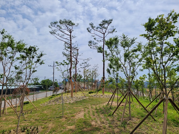 생활권역 주변 미세먼지 차단숲 조성 <사진제공=김천시>