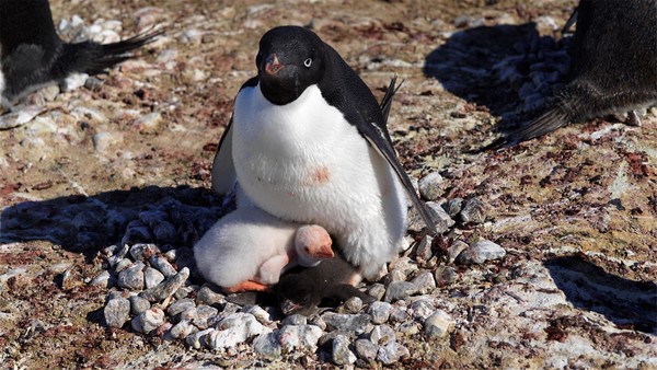 아델리펭귄과 알비노(백색증) 새끼 /사진제공=환경부