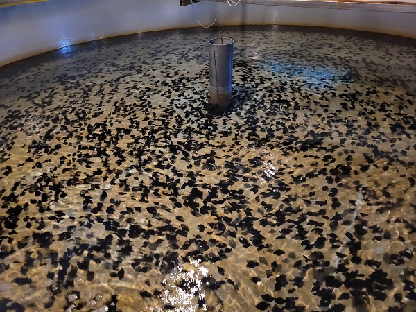 범가자미 치어 <사진제공=경상북도>