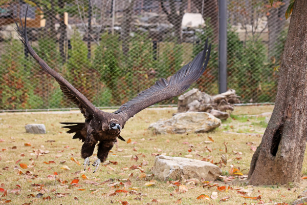 독수리(안정렬) /사진제공=서울시