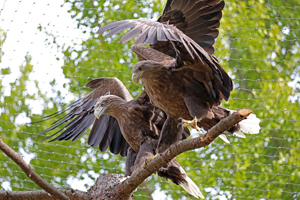 흰꼬리수리 /사진제공=서울시